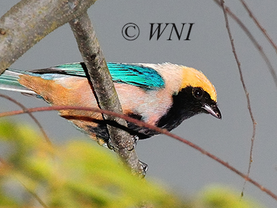 Burnished-buff Tanager (Tangara cayana)